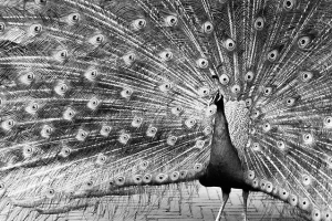 Mooie zwart-wit foto van een pauw gemaakt door een professionele fotograaf